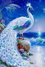 Electrical Switch Socket